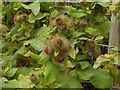 Burdock (Arctium lappa) in flower