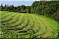 Turning grass, Dromore