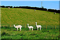 H3664 : Alpacas, Shannaragh, Dromore by Kenneth  Allen
