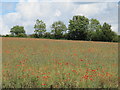 SP3725 : Poppies in a field, near Enstone by Malc McDonald