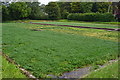 View across watercress beds, Broad Chalke