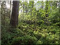 NH9922 : Curr Wood by valenta
