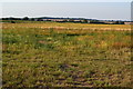 Rough field beside Jobbers Lane