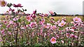 Showy flowers by Norton Drive