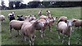 Shorn sheep on the footpath entering Yarburgh from the north (1)