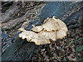 Bracket fungus by the course of the Border Counties Railway