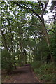 Path through woodland beside Hatchmere