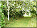 White (Canadian) birch on the riverside path Stokesley