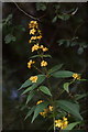 Yellow Pimpernel (Lysimachia nemorum) at Hatchmere