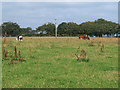 Field with cows and horses near Chapelton