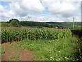 Field of maize, next to Titlands Lane