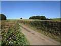 Lane and woodland near Llangattock-Vibon-Avel