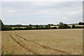 Barley field near Shipston-on-Stour