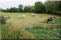 Cows with calves at Shipston-on-Stour