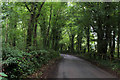 Country Lane in Langton Wood