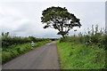 Windswept tree, Ballycairn