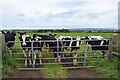 Cattle behind a gate, Castletoodry