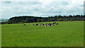 Dairy cattle in the Irvine Valley