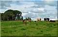 Cattle at West Newton