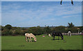 Horses in pasture, nr Church Farm, Stapleford Abbotts