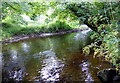 Kingfisher habitat, Afon Gwaun