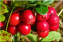 NJ0331 : Cowberry (Vaccinium vitis-idaea) by Anne Burgess