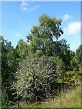 NJ0332 : Lichen Tree by Anne Burgess
