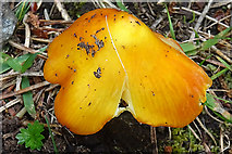 NJ0136 : Yellow Toadstool by Anne Burgess
