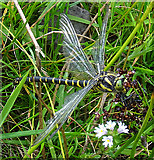 NJ0136 : Gold-ringed Dragonfly (Cordulegaster boltonii) by Anne Burgess