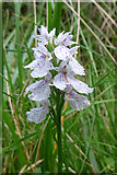 NJ0039 : Heath Spotted Orchid (Dactylorhiza maculata) by Anne Burgess