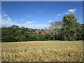 Barley field and house on the edge of Ragdale