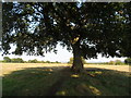 On the flood plain of the River Stour near Manston