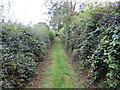 Heol las ger Penycoed / A green lane near Penycoed