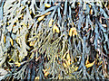 NH7458 : Seaweeds on the shore north of Rosemarkie by Julian Paren