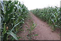 Path through the Maize