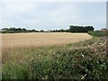 Barley field at Ewerby Thorpe