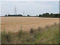 Field of barley, south of Grange Farm