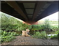 Silverwoods Way Bridge 10A crossing the River Stour