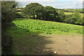 Trees and field near Higher Coombe Cottage