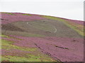 NT6262 : 'L' for Lammermuir - in a heart in the Heather by M J Richardson