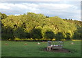 Sheep next to Arley Wood