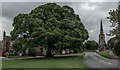 SJ8461 : Astbury Oak Tree and St. Mary's Church by Brian Deegan