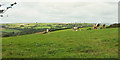 SX7853 : Cattle near Halwell Camp by Derek Harper