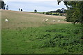 SU5917 : Sheep in field above Green Lane by David Martin