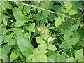 Gatekeeper butterfly (Pyronia tithonus)