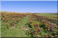 SD2261 : South Walney Nature Reserve, Path towards the Lighthouse by David Dixon