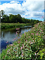 NS3836 : Himalayan Balsam by the River Irvine by Mary and Angus Hogg