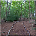 Footpath in Brickhouse Wood, Pilgrims Hatch