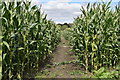 Path through sweetcorn crop, toward Huish