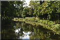 Reflections in canal north of Wilcot Withy Bed